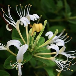 Honeysuckle Plant 