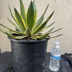 Agave Plant/Maguey