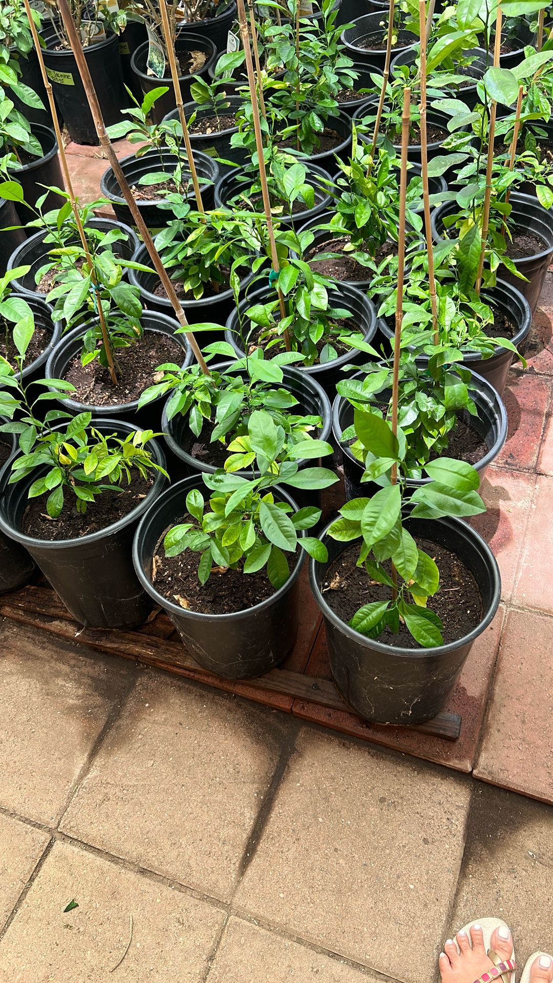 Calamansi Plants 5gal. $25