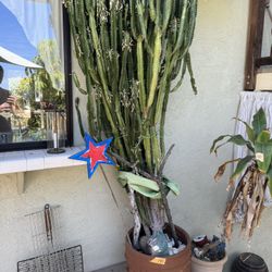 Large Plant! Over 6 Feet Tall, Very Mature!