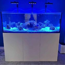 Full Aquarium Tank - Spacious & Eye-Catching though especially