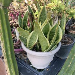 Snack Plant Pot 20$