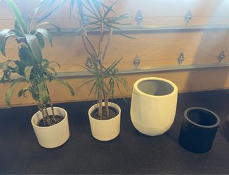 🌿 Modern Indoor Plants + Decorative Planters Bundle 🌿