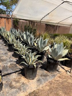 Agaves 15 gallons