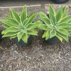 2 15g Agave Attenuate Variegated