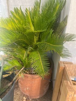 Sago palm tree