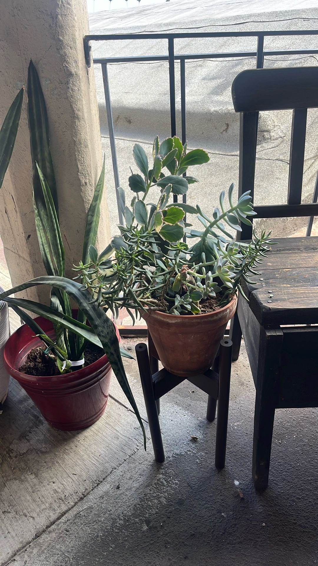 Succulent!