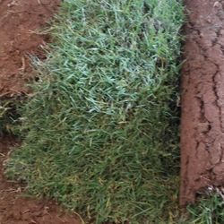 Grass Sod