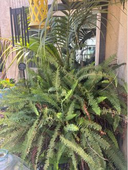 Large outdoor fern