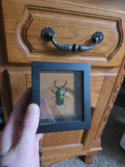 Luminous Green Beetle Framed Specimen