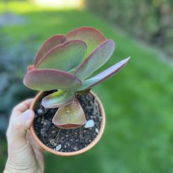Houseplant 