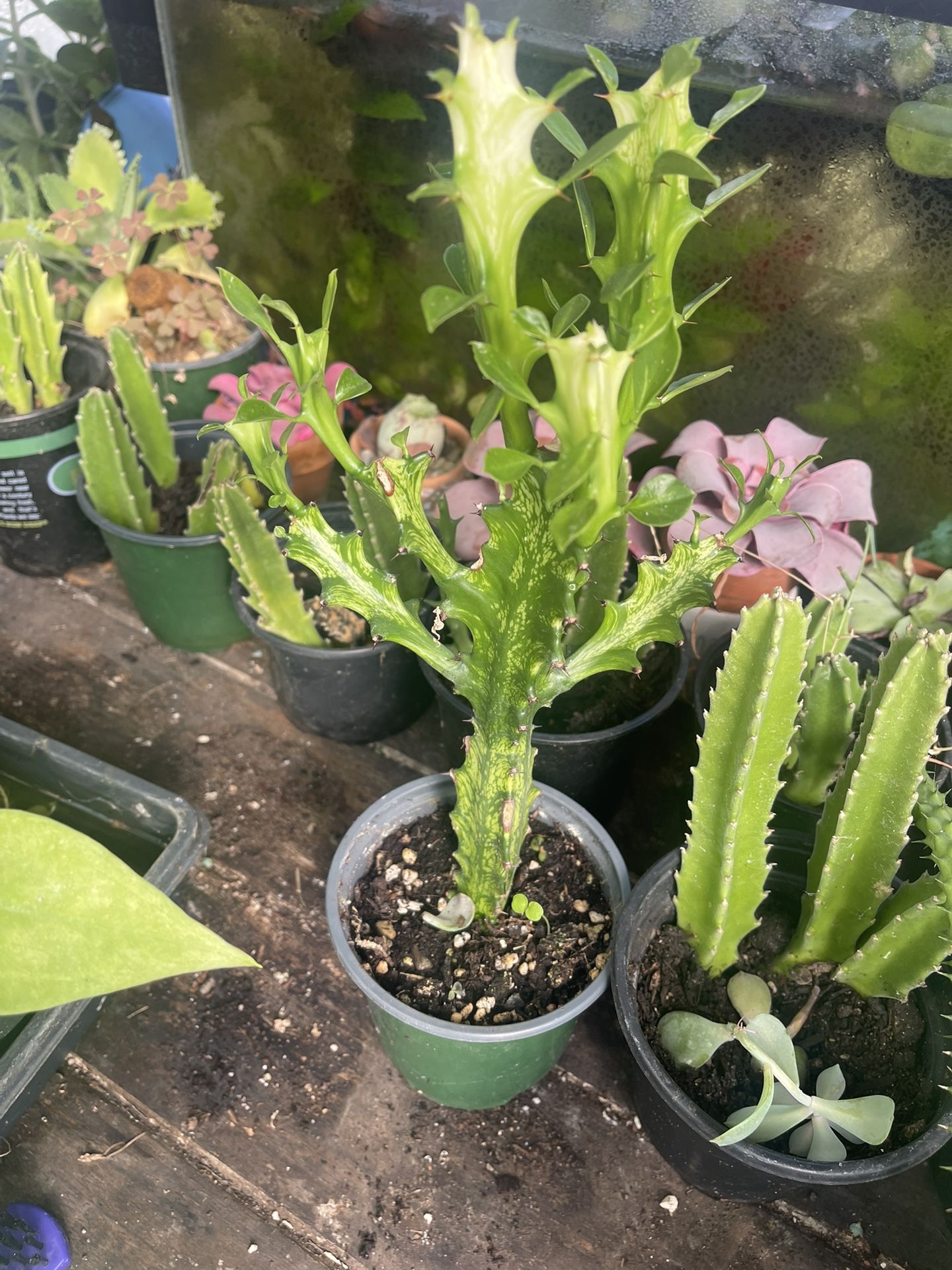 Variegated Milk Tree. 🌲