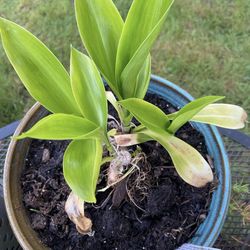 Speirantha convallarioides Plants In Glazed Ceramic Pot With Drainage