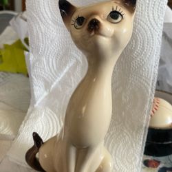Big Eye Siamese Cat
