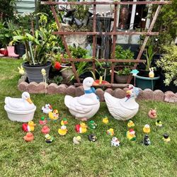 Beautiful Duckling Family 