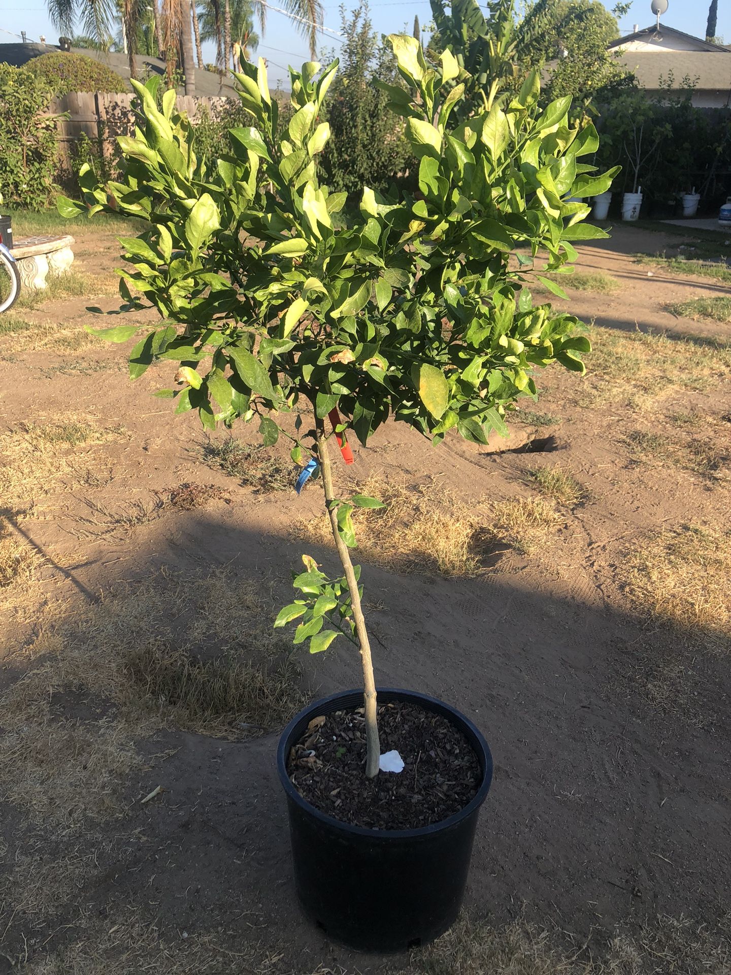 Shiranui, Dekopon, Sumo Mandarin Tree