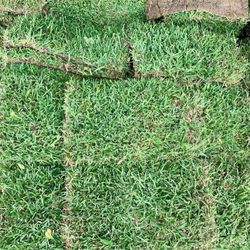 Grass For Sale 