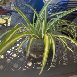 Spider Plant