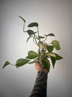 Pothos cuttings