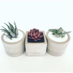 Flowers succulents arrangements bouquets