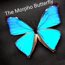 Rare Vintage Brazilian Blue Morphos Butterflies Wings Plate. 