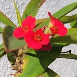 Corona De Cristo Crown Of Thorns Rows Of Them  Each Sold Separately 