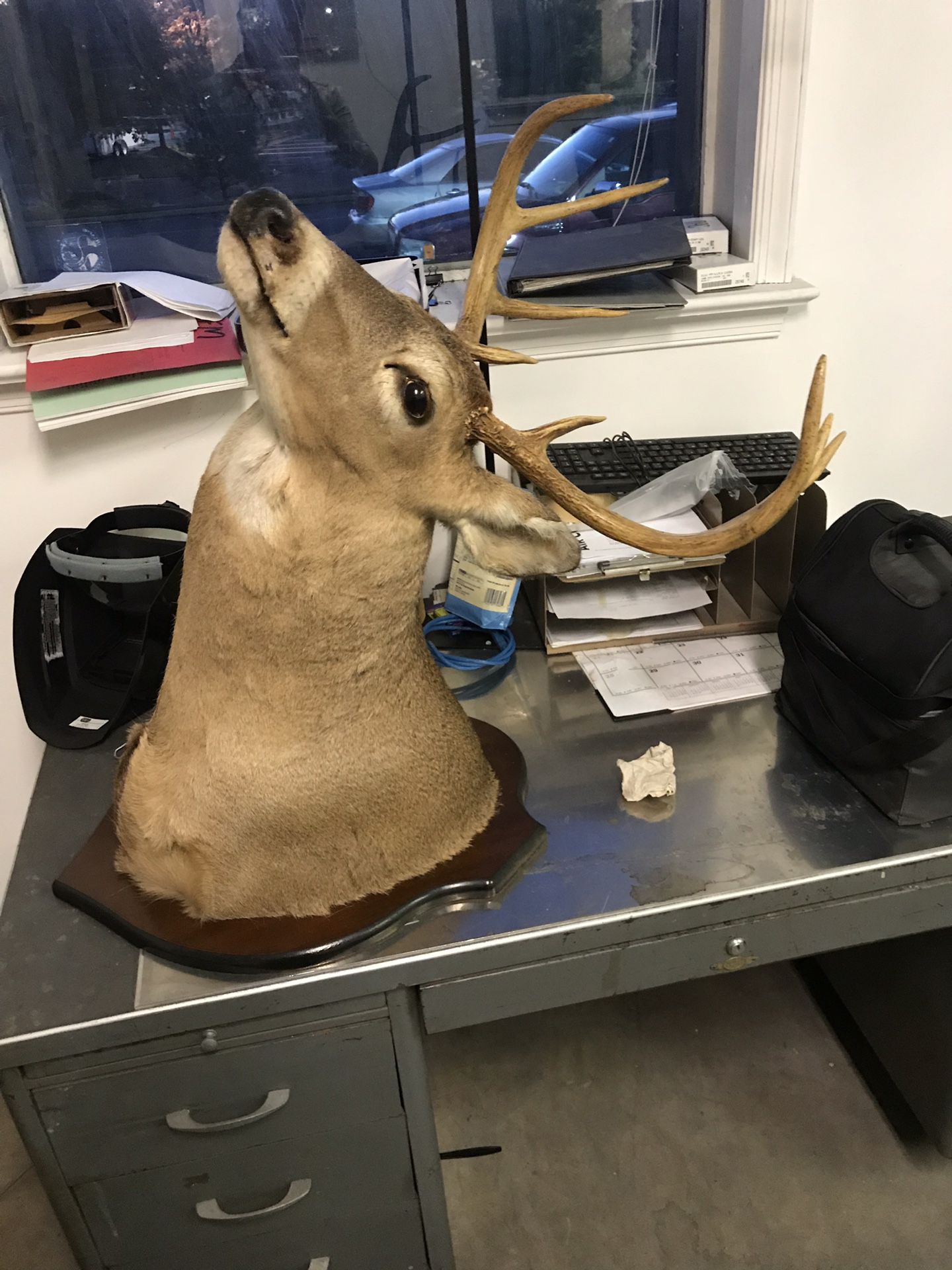 Deer head on sale