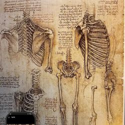 Leonardo Da Vinci (Anatomy Sketch)