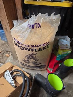 White pine shavings