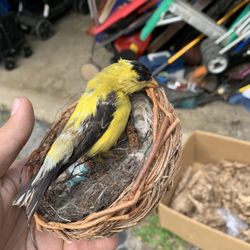 Taxidermy Finch Bird!! $60!!