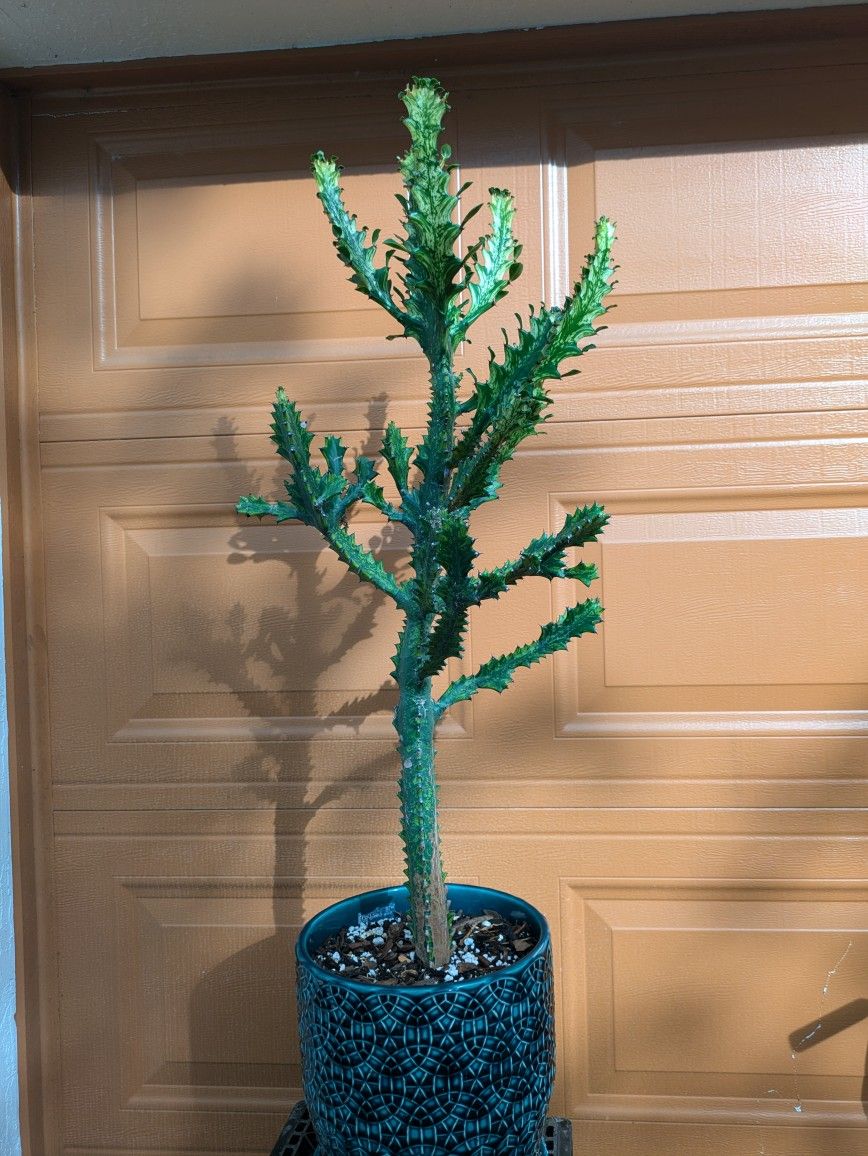 Euphorbia lactea variegata