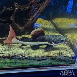 Aquarium 