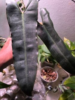 Plant Philodendron Billiteae X Atabopoense cutting 2 leave unrooted