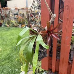 Funny Hanging Staghorn Fern With Bromeliad 