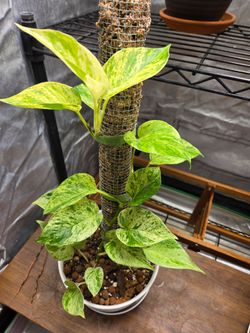 Marble pothos