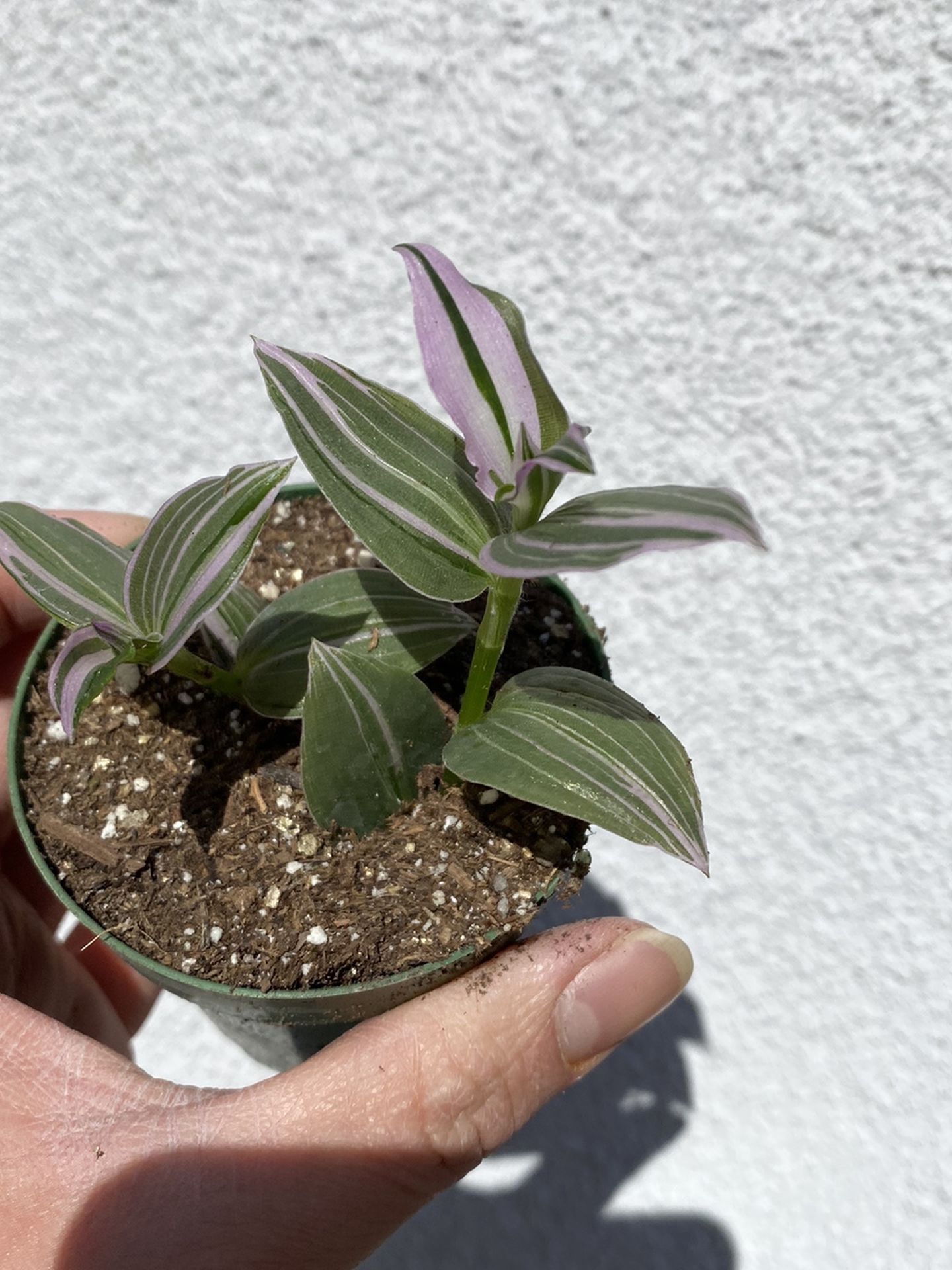 Tradescantia Lilac 4” Pot Rare Plant