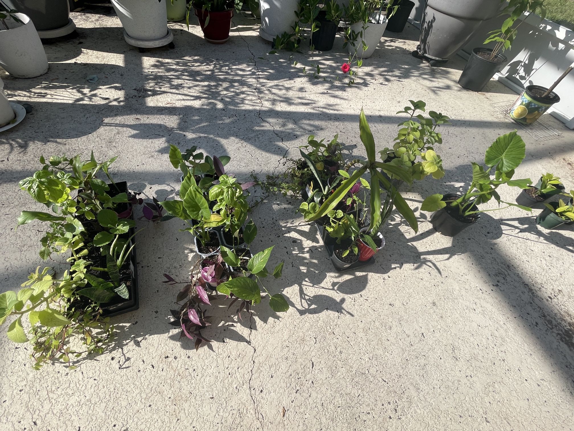 Different Plants 