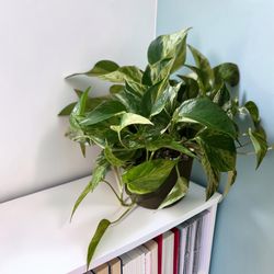 6” Highly Variegated Trailing Marble Queen Pothos