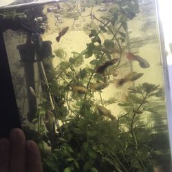 Aquarium Fish tank Decorations 