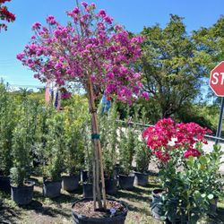 Huge Sale Bougainvillea Tree Beautiful $350