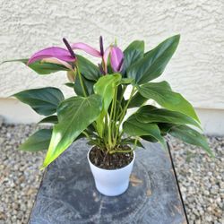 Anthurium Hybrid Plant #2