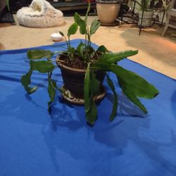 Orchid Cactus (Epiphyllum Hybrids)