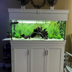120 Gallon Aquarium Setup