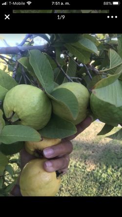 Guabas for juice