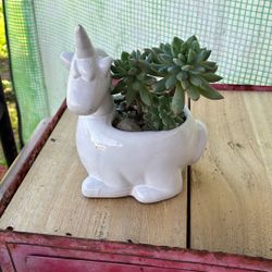 Potted Succulent 