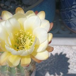 Cactus plant.