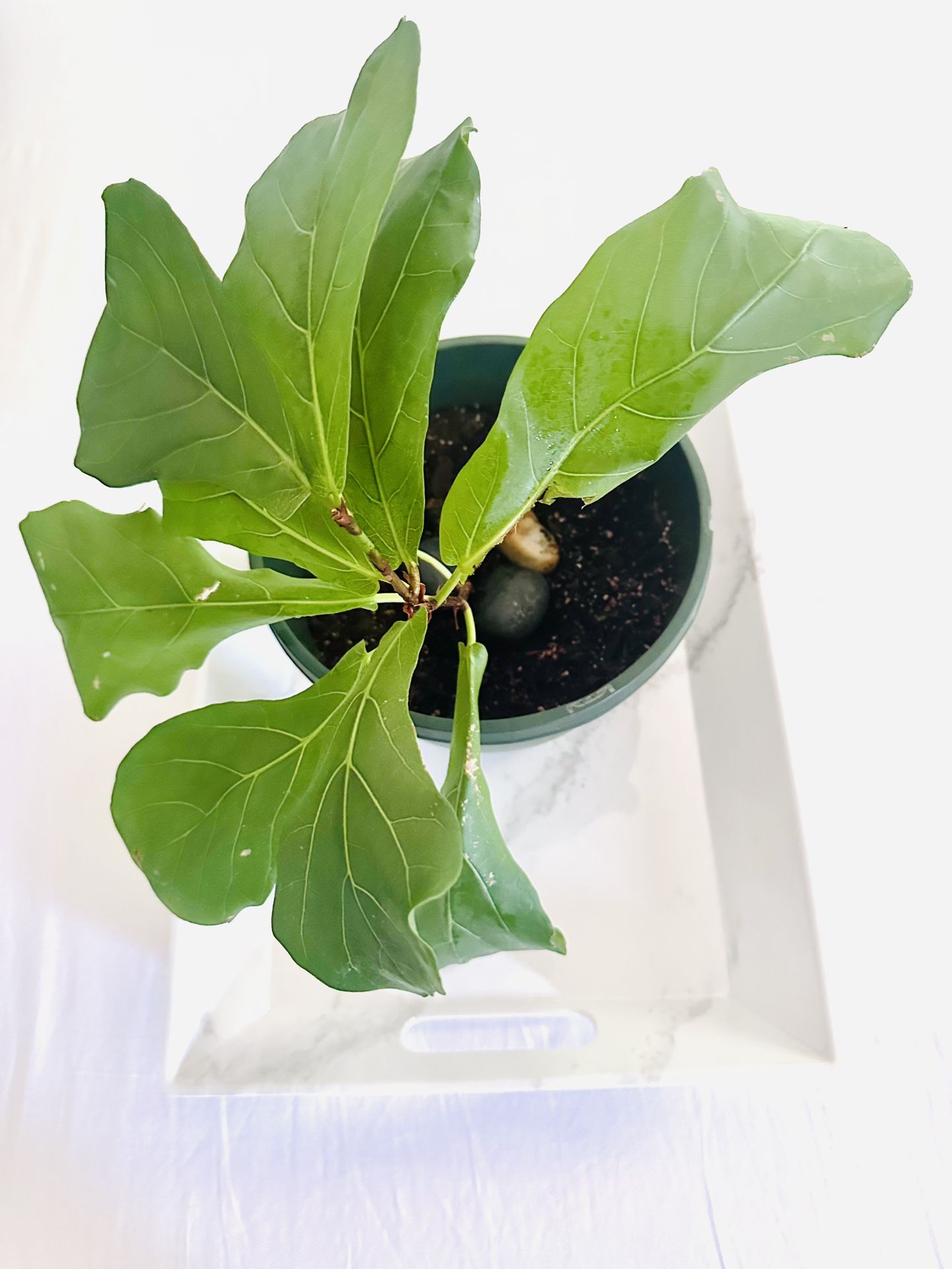 Fiddle Leaf Fig 