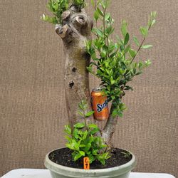 Old European Olive Bonsai Tree for Sale in Midway City, CA - OfferUp