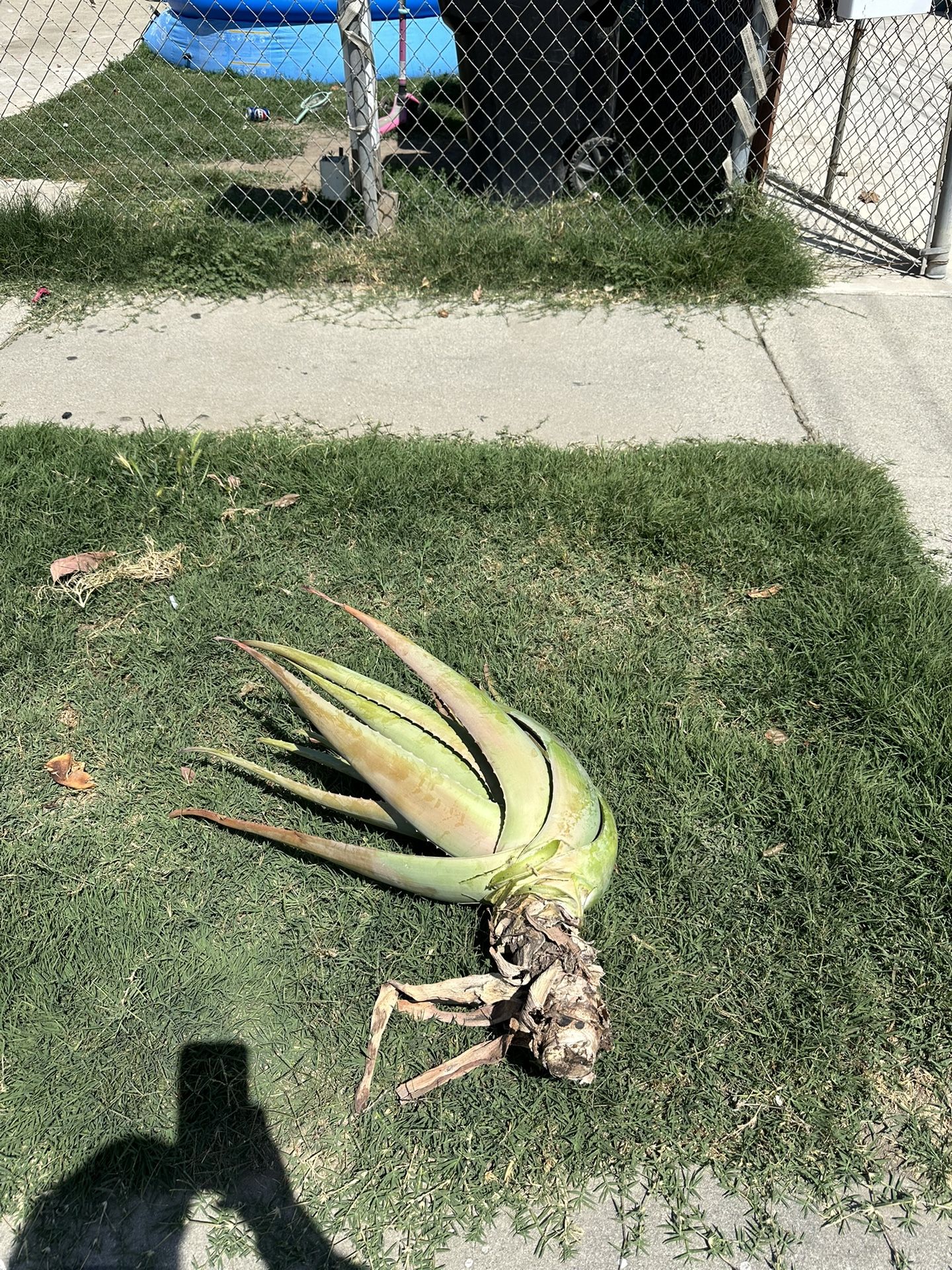 Free Aloe Vera
