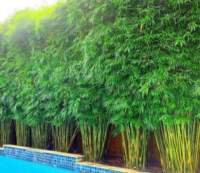 Clumping Gracilis Bamboo ~ Top Bamboo for Privacy